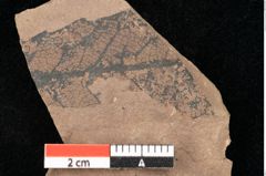 Foto (Detailsansicht) von Quercus palaeoilex Ettingshausen (NHMW-GEO-2024-0188-0960)
